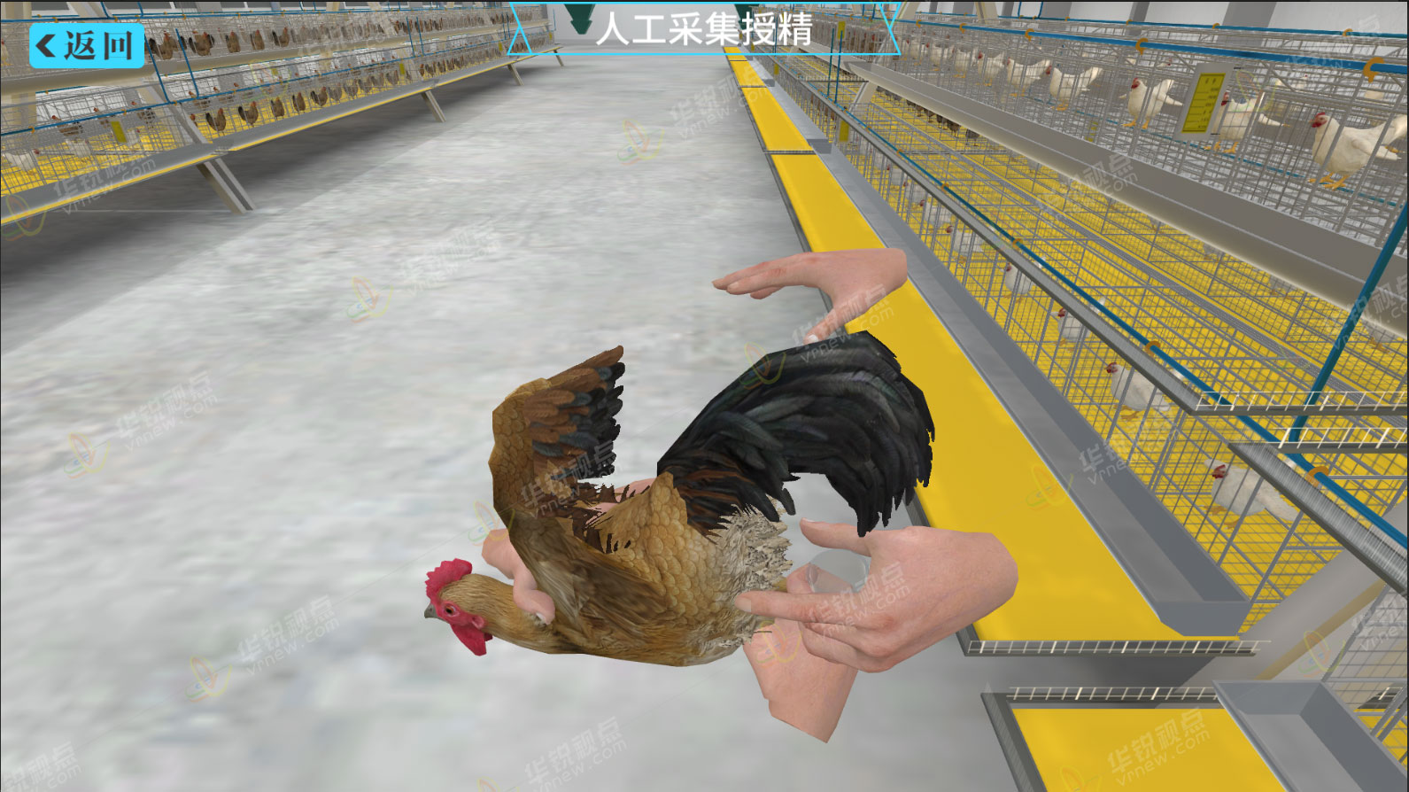 鸡人工授精VR虚拟仿真实验软件