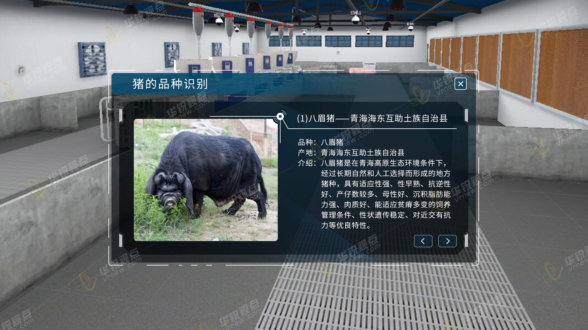 猪养殖VR虚拟仿真实训软件